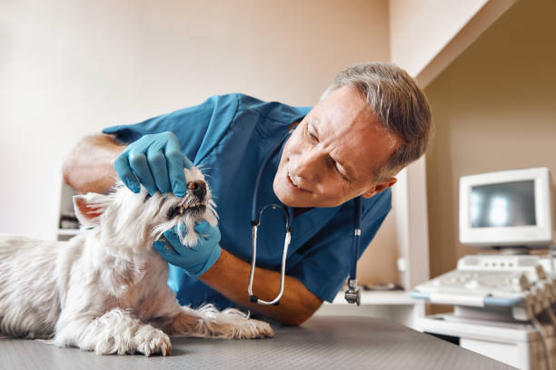Best Emergency Broken Tooth Repair in Dupont, PA